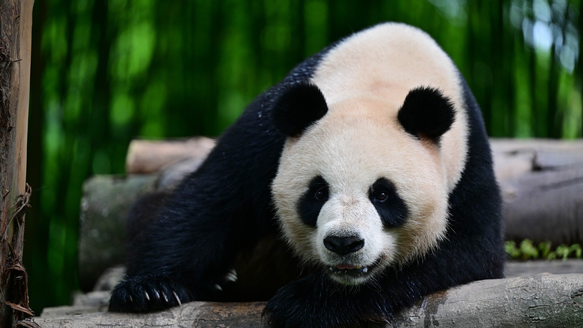 Giant pandas embark on journey to Hong Kong, settling at Ocean Park