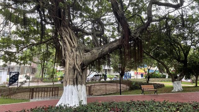 181個古樹公園，鋪陳“綠美廣東”最動人的底色