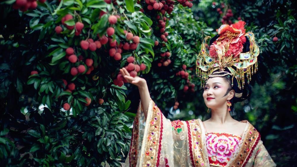 岭南荔枝季引来“杨贵妃”：到广州增城摘荔品荔