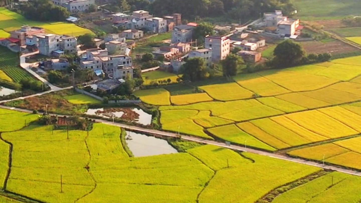 Harvest in Longmen, a picturesque scene