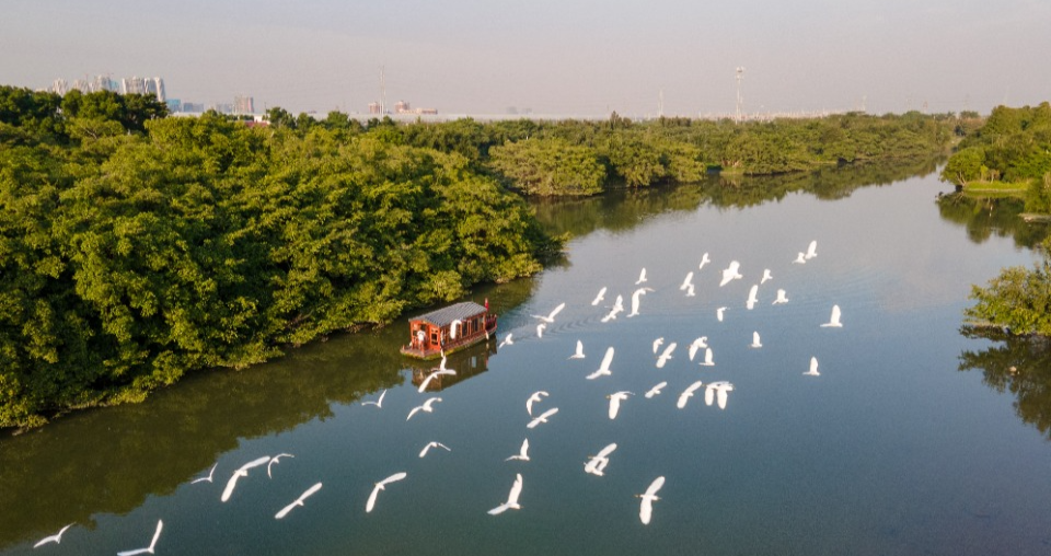 Why is Guangdong a birds' paradise?