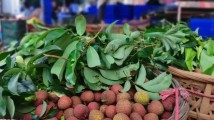近万斤销往上海,广东晚熟荔枝开始批量销售 近万斤销往上海,广东晚熟荔枝开始批量销售