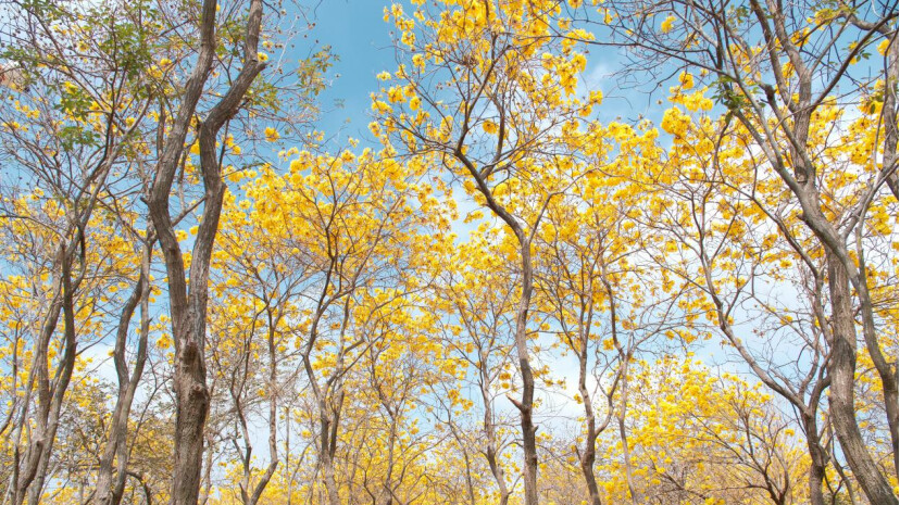 Blooming flowers in Maoming Citizen Park attract a large number of visitors