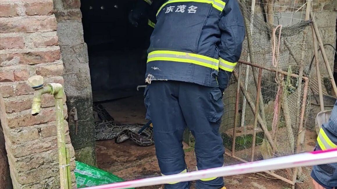事发茂名！30斤“贪吃”蟒蛇闯入鸡舍……