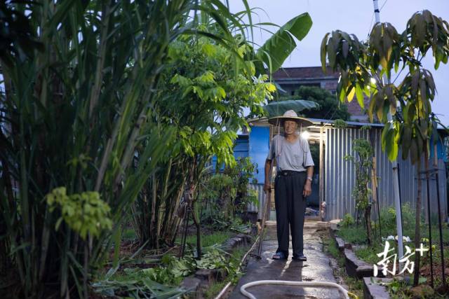 钟裕祥不愿离开农村,舍不得他的菜园子和鸡犬。 钟裕祥不愿离开农村,舍不得他的菜园子和鸡犬。
