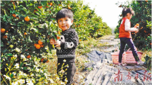 连续5年紧盯乡村振兴,广东省政协瞄准县域经济议政建言 连续5年紧盯乡村振兴,广东省政协瞄准县域经济议政建言