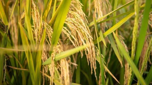 Don't miss the rice harvest spectacle in Nansha