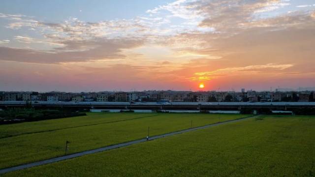 Don't miss the rice harvest spectacle in Nansha