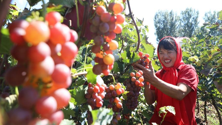 Chinese scientists use AI to accelerate precise grape breeding