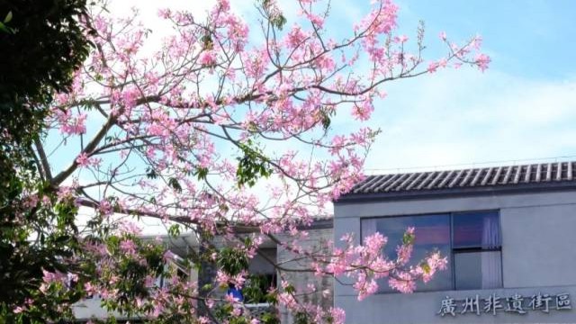 Guangzhou's most enchanting season unfolds in Liwan District