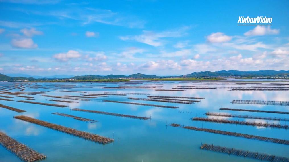 Oyster economy unleashes new vitality in Guangdong's Yangxi County