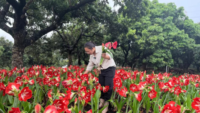 辭去工作后，她回東莞“繼承”了一座鮮花島