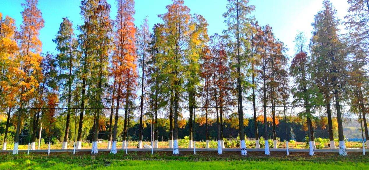 城南落羽杉：位于城南镇至沈所镇公路，公路全长10多公里，两旁种植的落羽杉树吸引了不知其数的摄影爱好者慕名而来。