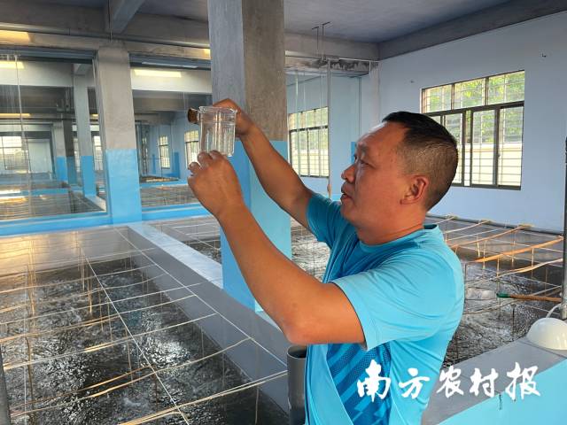 广东某虾苗企业技术员在检查虾苗质量