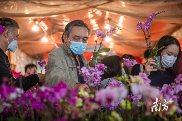 岭南花卉市场内，市民正选购年花。