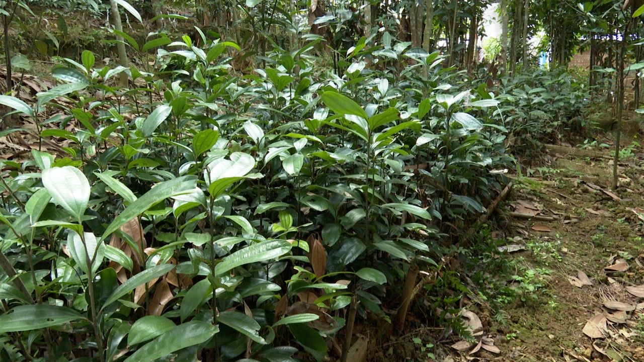 镇能量丨郁南县桂圩镇种植肉桂面积达12万多亩