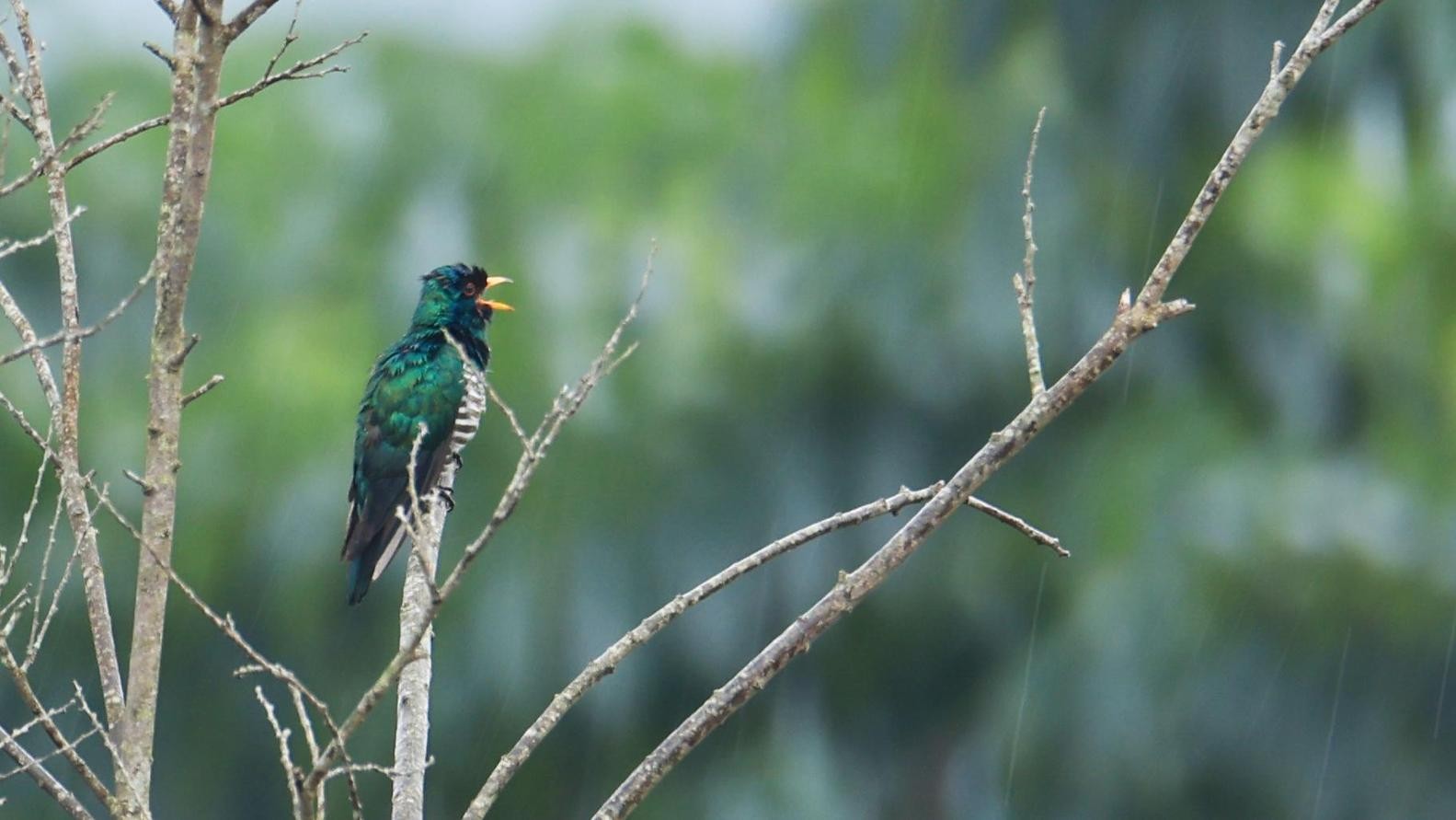 Rare bird Emerald Cuckoo spotted for the first time at Jiuli Lake, Heyuan