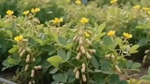 花生“上树”,不仅止增笑耳 花生“上树”,不仅止增笑耳