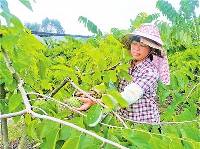 云安区富林镇大力发展特色优质林果产业 村民就业增收有门路