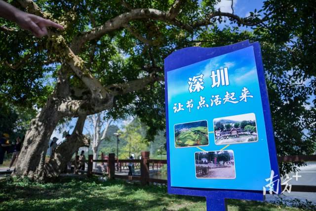 在百色市靖西市八德村，“深圳元素”随处可见。