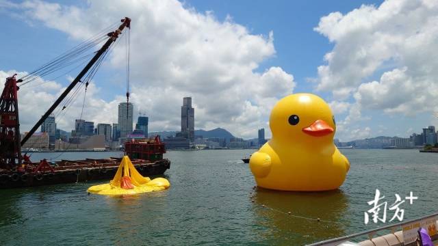 “返工”啦！香港“漏气”大黄鸭完成充气重返维港