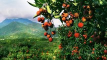 广东荔枝第一产区,如何实现“一年四季尝荔味” 广东荔枝第一产区,如何实现“一年四季尝荔味”