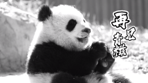 官方确认大熊猫“青糍”已去世 死因为罕见肠梗阻并发肠套叠