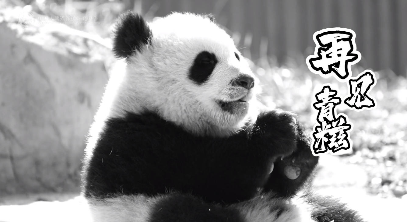 图源：中国大熊猫保护研究中心