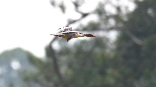 Jiangmen's nature reserve welcomes rare 'living fossils'