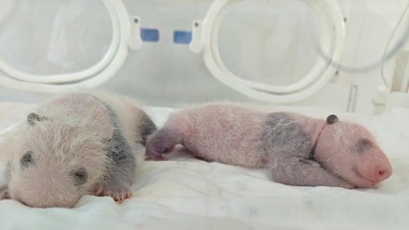 大熊猫“子二代”诞生！这所动物园迎来一对大熊猫龙凤胎