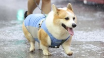 广州拟修订养犬条例,现向社会公开征集意见 广州拟修订养犬条例,现向社会公开征集意见