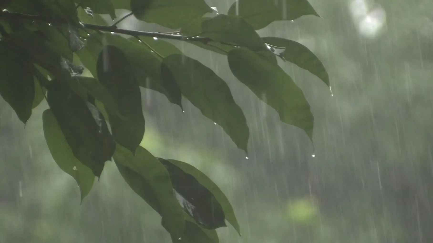 Qiongzhou Strait suspended as typhoon Tapah disrupts transport in western and central Guangdong