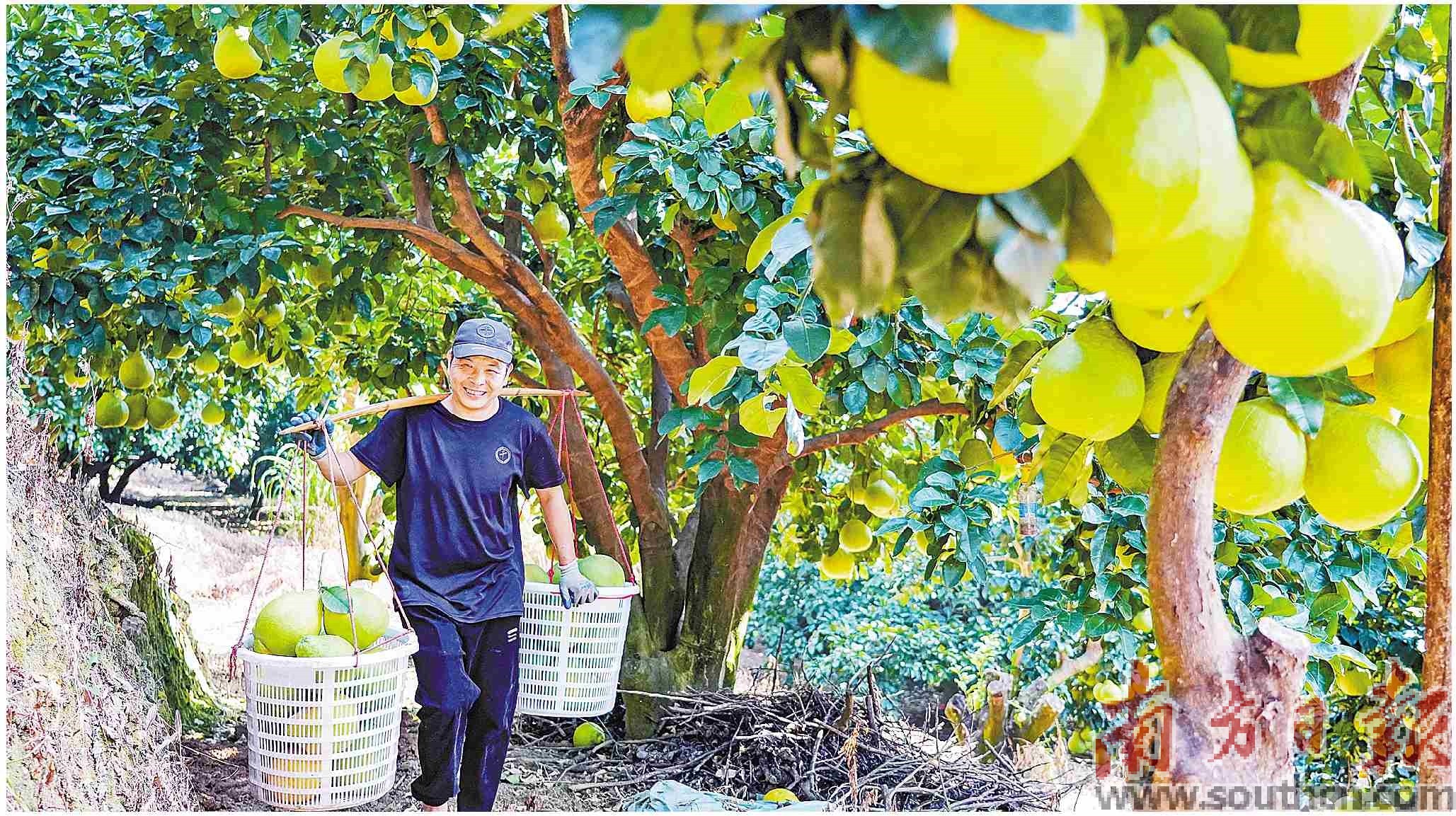 近日，梅州市梅县区雁洋镇南福金柚种植基地金柚丰收。南方日报记者 何森垚 摄