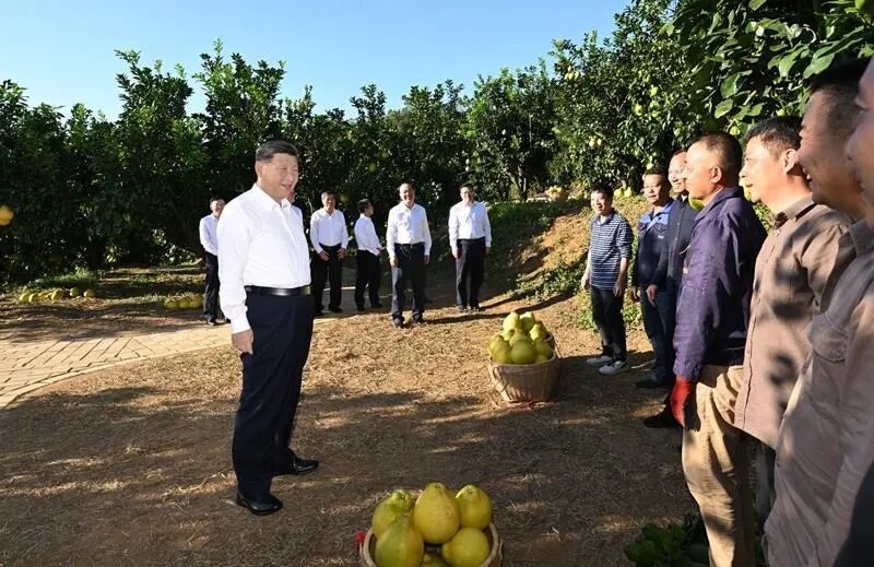 　　△11月7日，习近平总书记在广东梅州梅县区雁洋镇南福金柚种植基地考察时，同果农和农技人员亲切交流。