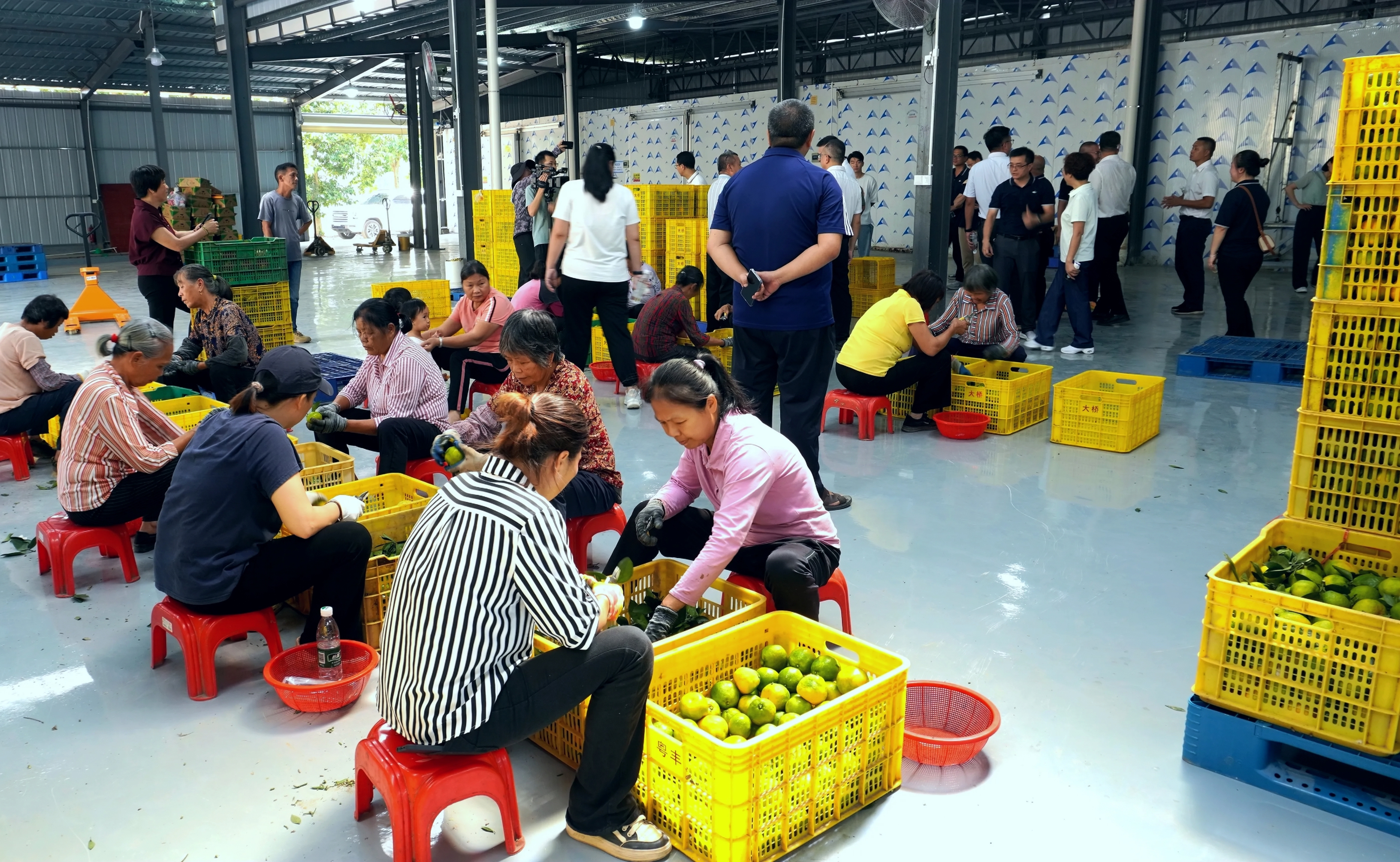 郁南县平台镇打造粤桂冷链物流枢纽 农产品最“鲜”快车道开启