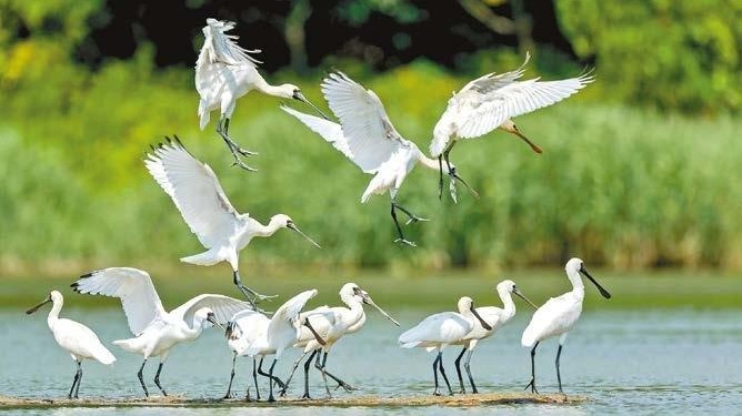 Bird-watching season starts with arrival of spoonbills