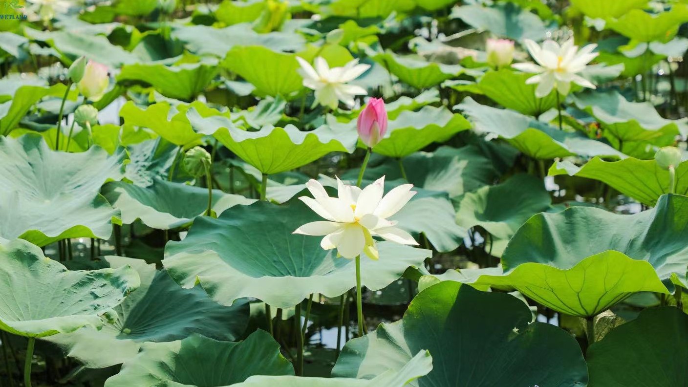 ​Photos丨Lotus Cultural Event kicks off in Guangzhou's Nansha