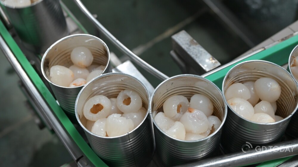 Maoming lychees go global as canning operations peak