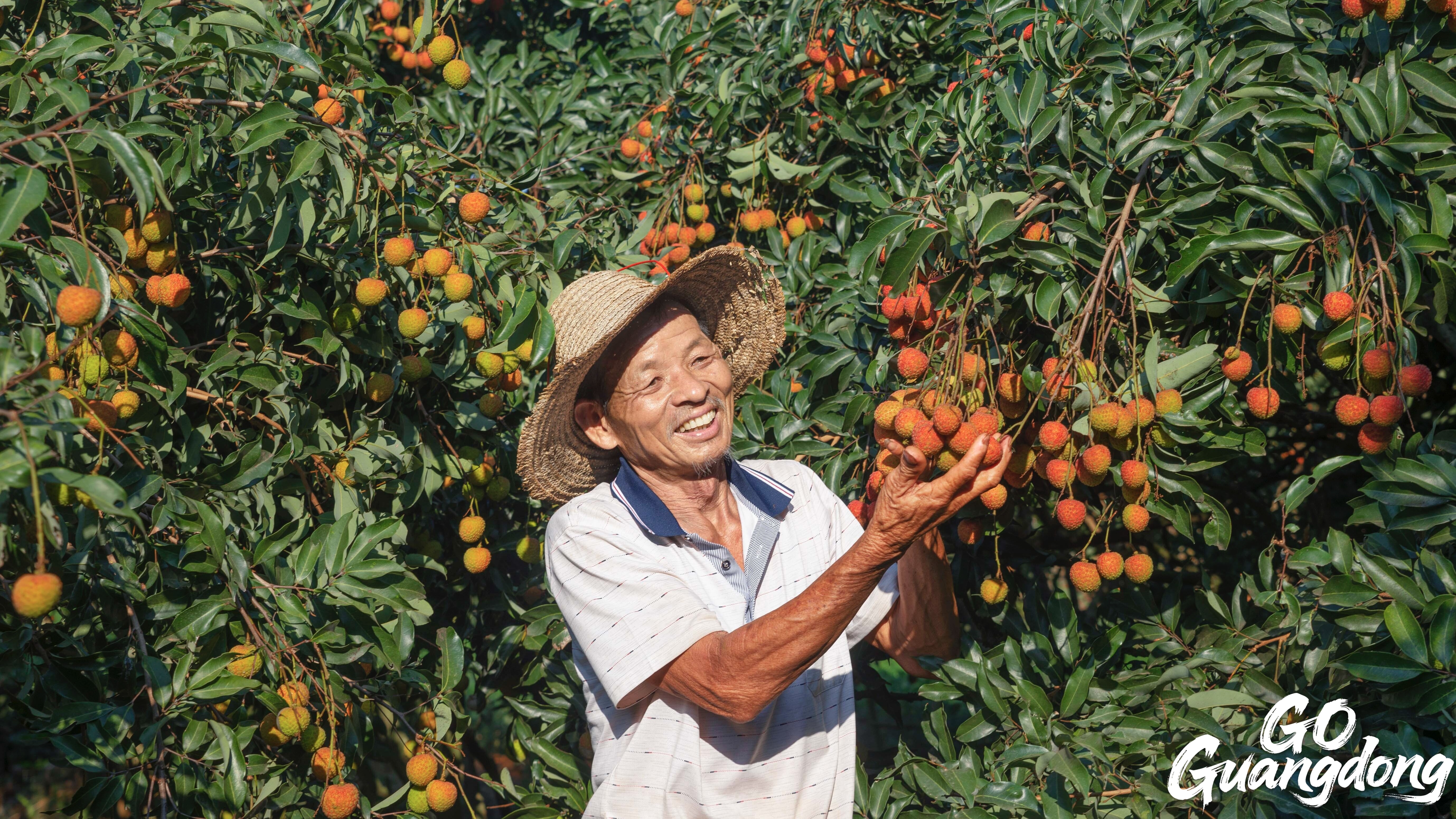 Genzi Town: Ancient lychee orchard thrives with tech innovations