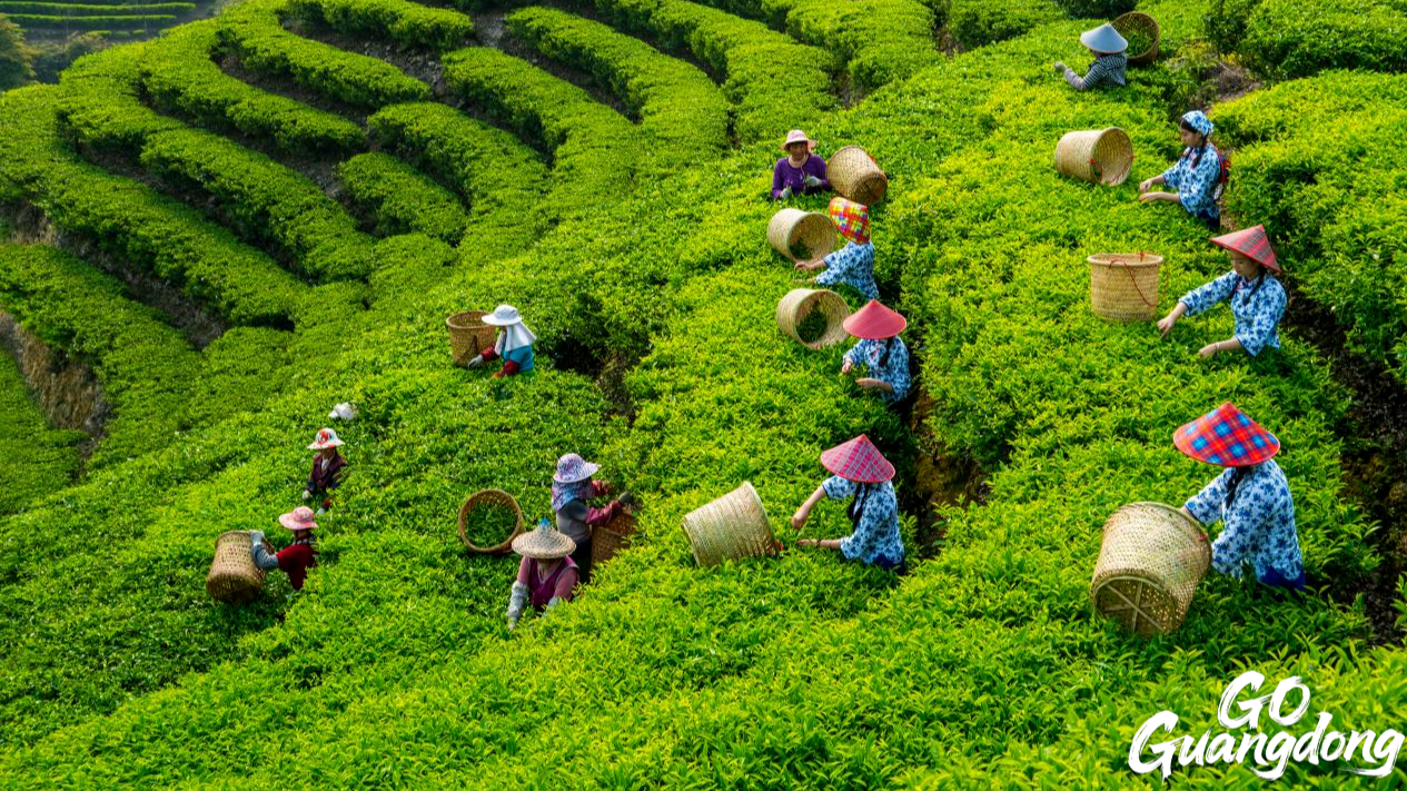 Fenghuang Town: Teochew tea industry drives rural prosperity