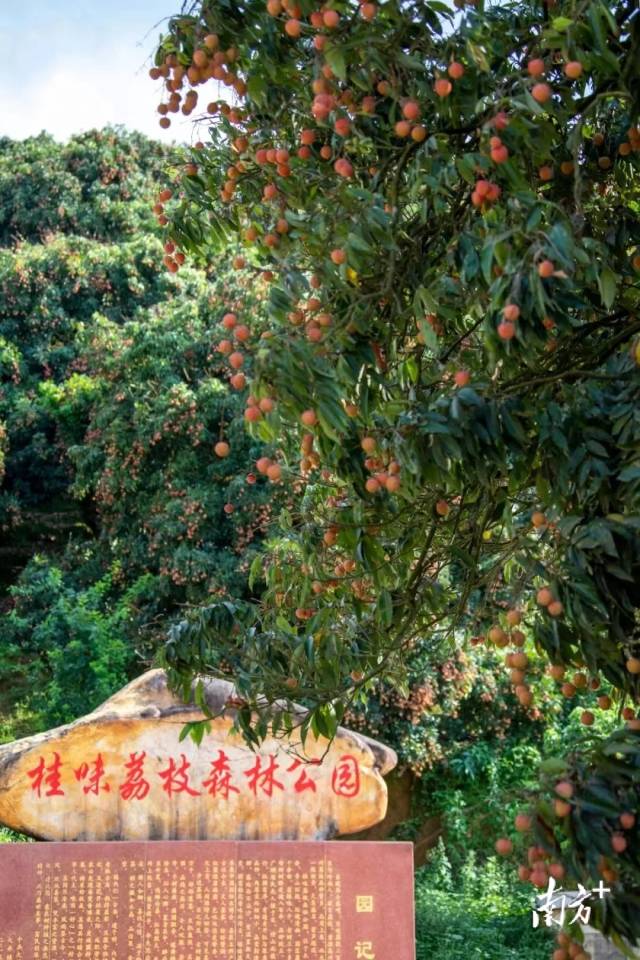 村里大井桂味荔枝森林公园周边，荔红扑面。
