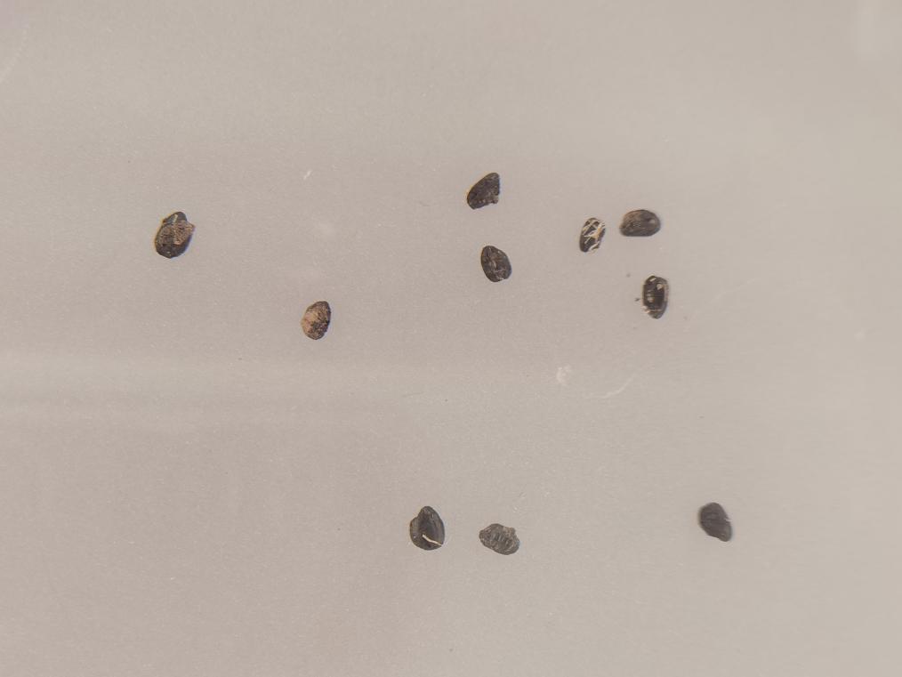 这是<strong></strong>宝墩遗址展馆内陈列的约有4500年历史的碳化稻谷。（摄于2022年9月23日）新华社记者 李倩薇 摄