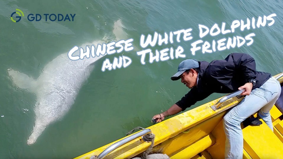 Chinese white dolphins and their friends: a story of harmony between nature and humans