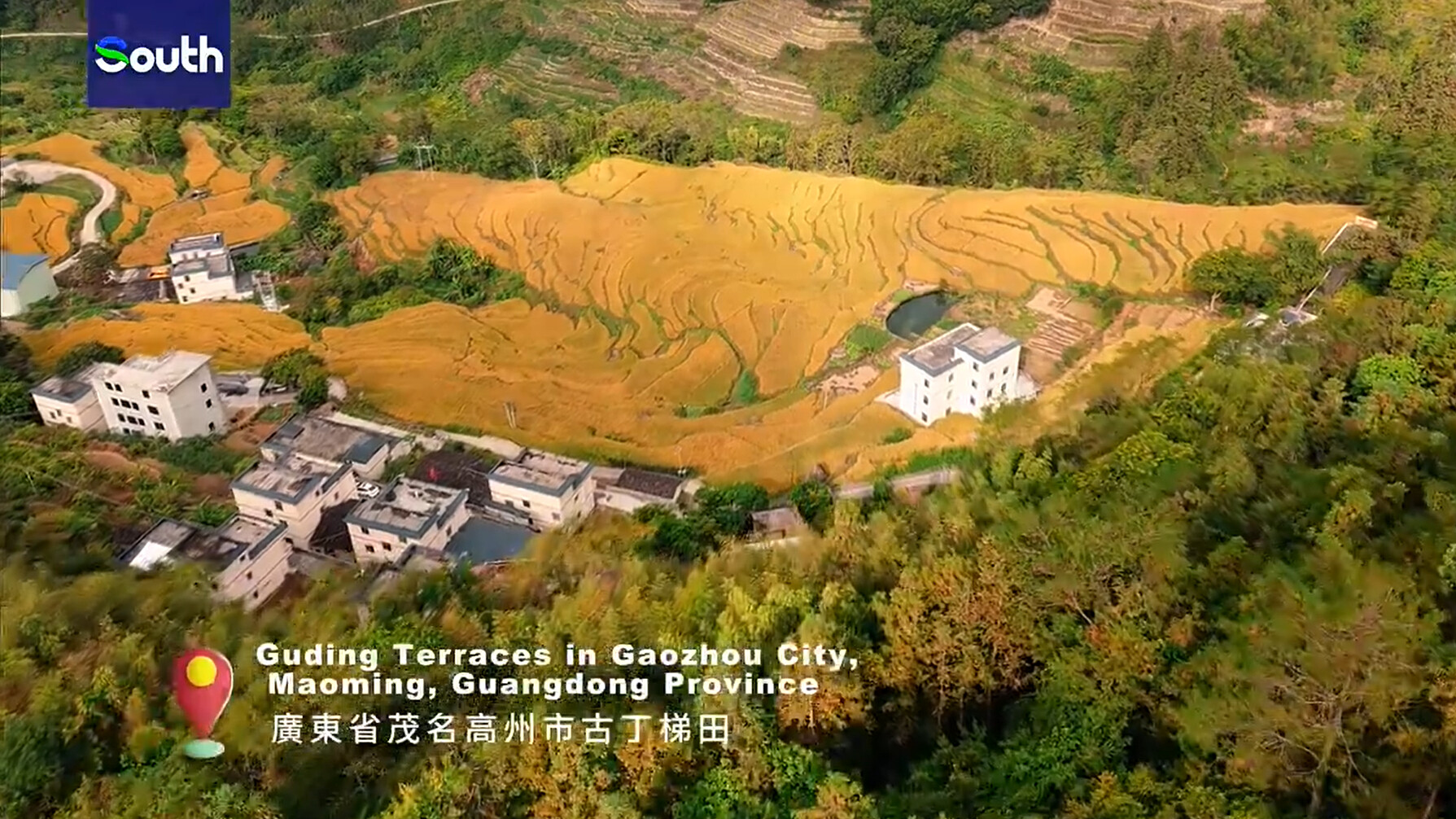 Autumn sunshine blankets Maoming's golden rice fields