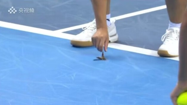 网传全运会网球赛场有蟑螂？实为飞蛾误入场馆 | 破谣局