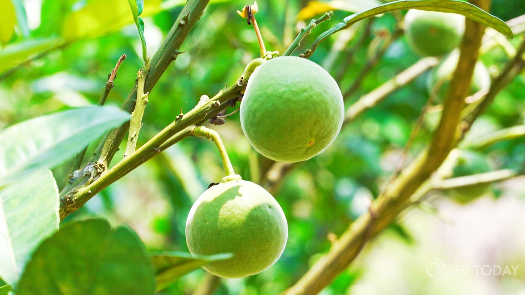Huajuhong harvest season begins in Maoming's Huazhou