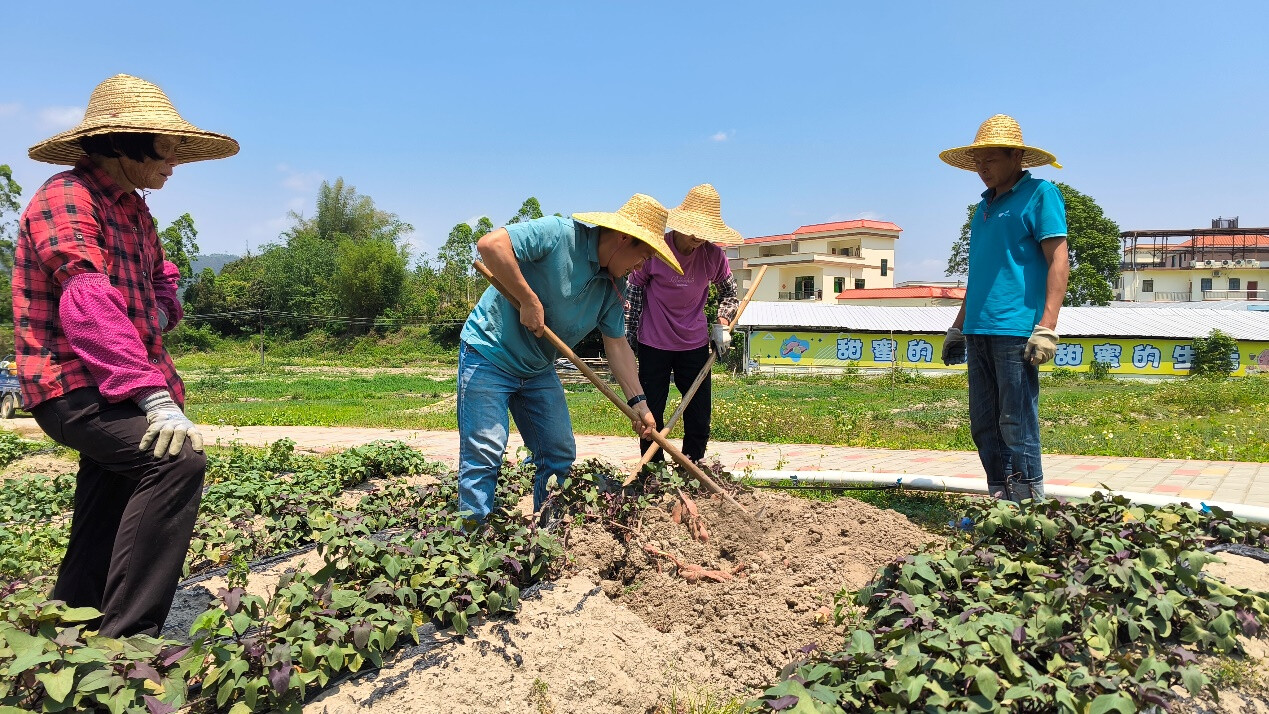 云城区前锋镇：省农科院专家实地“把脉”，助力甘薯产业提质增效