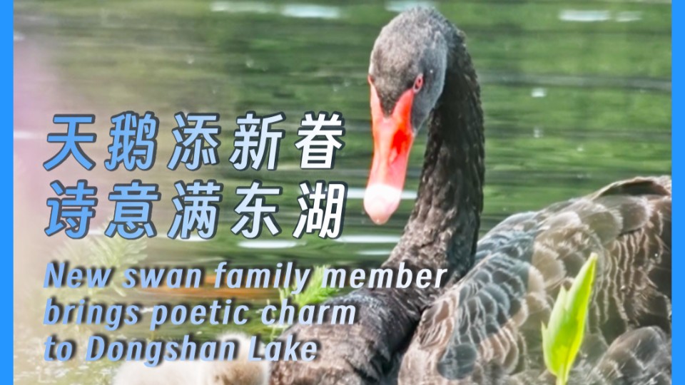 New swan family member brings poetic charm to Dongshan Lake