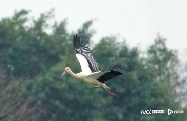4月10日早，在广州海珠国家湿地公园出现的东方白鹳。南都拍客 温伟彤 摄