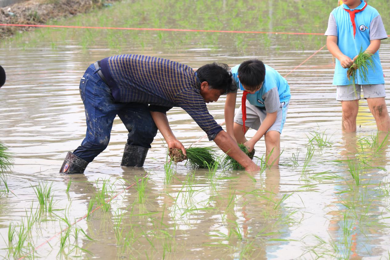 白云区供销联社农耕经验丰富的技术人员、农户以身试教展示水稻插秧流程和技术。潘启锵 摄